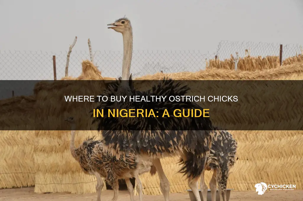 where to buy ostrich chicks in nigeria