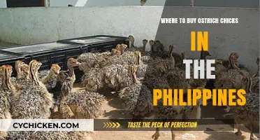 Where to Buy Ostrich Chicks in the Philippines: A Guide