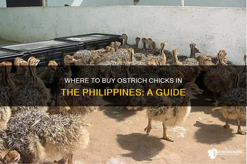 where to buy ostrich chicks in the philippines