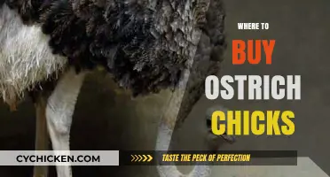 Finding Ostrich Chicks: Top Sources for Healthy, Quality Hatchlings