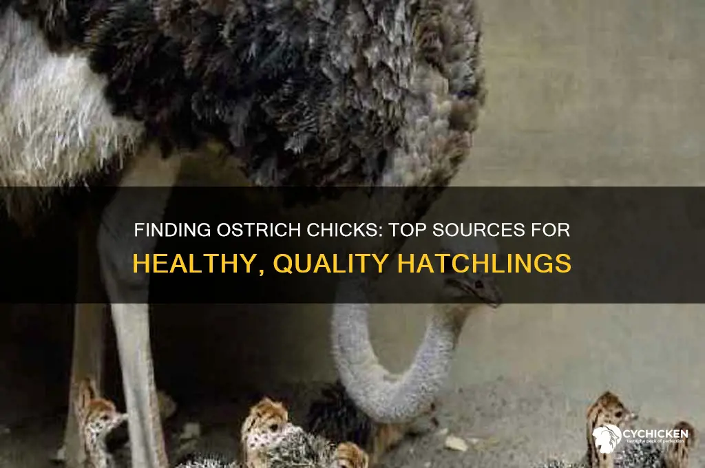 where to buy ostrich chicks