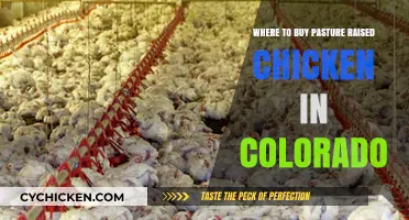 Discover Colorado's Best Sources for Pasture-Raised Chicken: A Guide