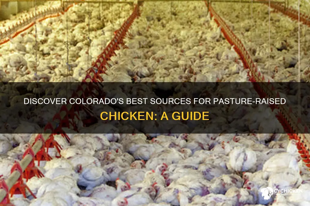 where to buy pasture raised chicken in colorado