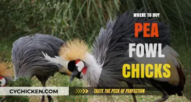 Best Places to Purchase Healthy Pea Fowl Chicks Online & Locally
