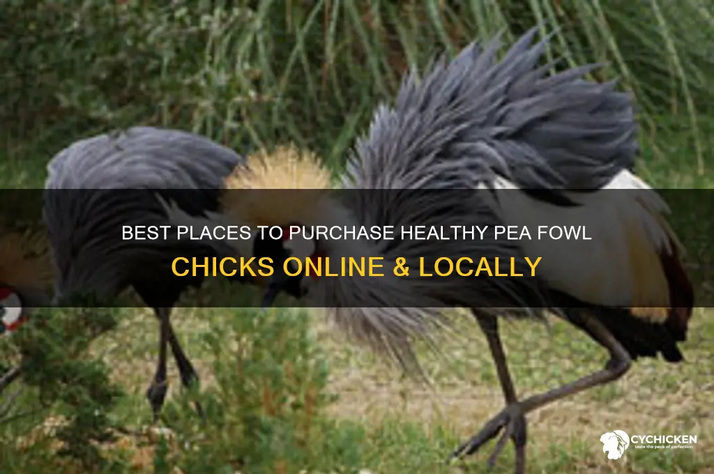 where to buy pea fowl chicks