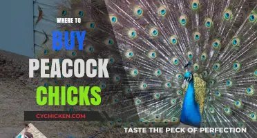 Where to Buy Healthy Peacock Chicks: Top Sources and Tips