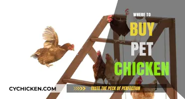 Best Places to Purchase Healthy, Happy Pet Chickens for Your Home