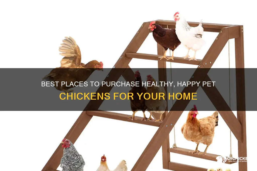 where to buy pet chicken