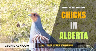 Alberta's Best Sources for Buying Pheasant Chicks: A Guide