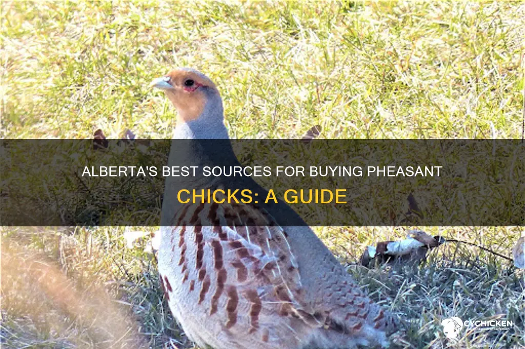 where to buy pheasant chicks in alberta