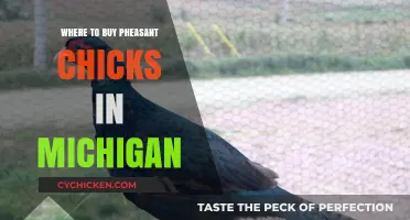 Michigan Pheasant Chicks: Top Sources for Healthy Birds