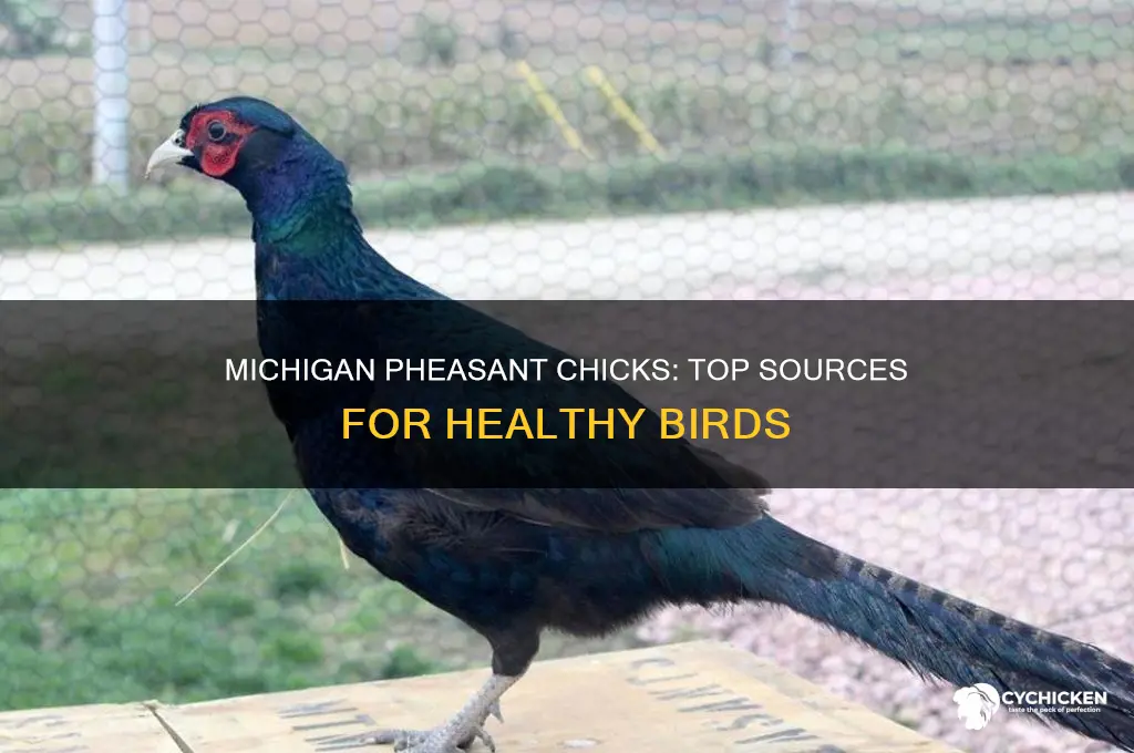where to buy pheasant chicks in michigan