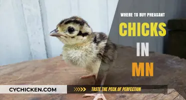 Where to Buy Pheasant Chicks in Minnesota: Top Sources and Tips