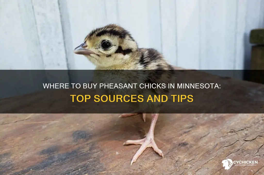 where to buy pheasant chicks in mn
