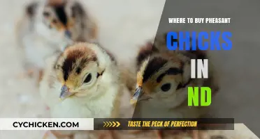 Top Pheasant Chick Suppliers in North Dakota: Your Ultimate Guide