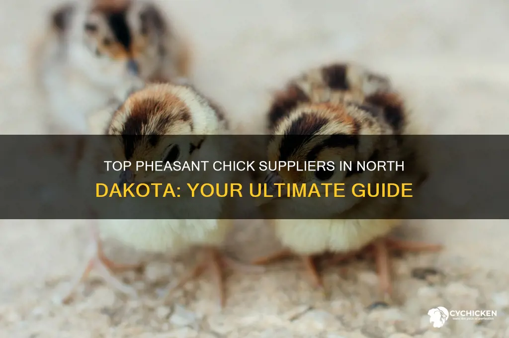 where to buy pheasant chicks in nd