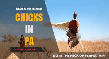 Pennsylvania Pheasant Chicks: Top Sources for Healthy Birds Near You