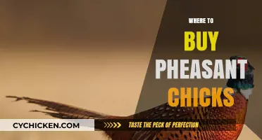Best Places to Purchase Healthy Pheasant Chicks for Your Farm