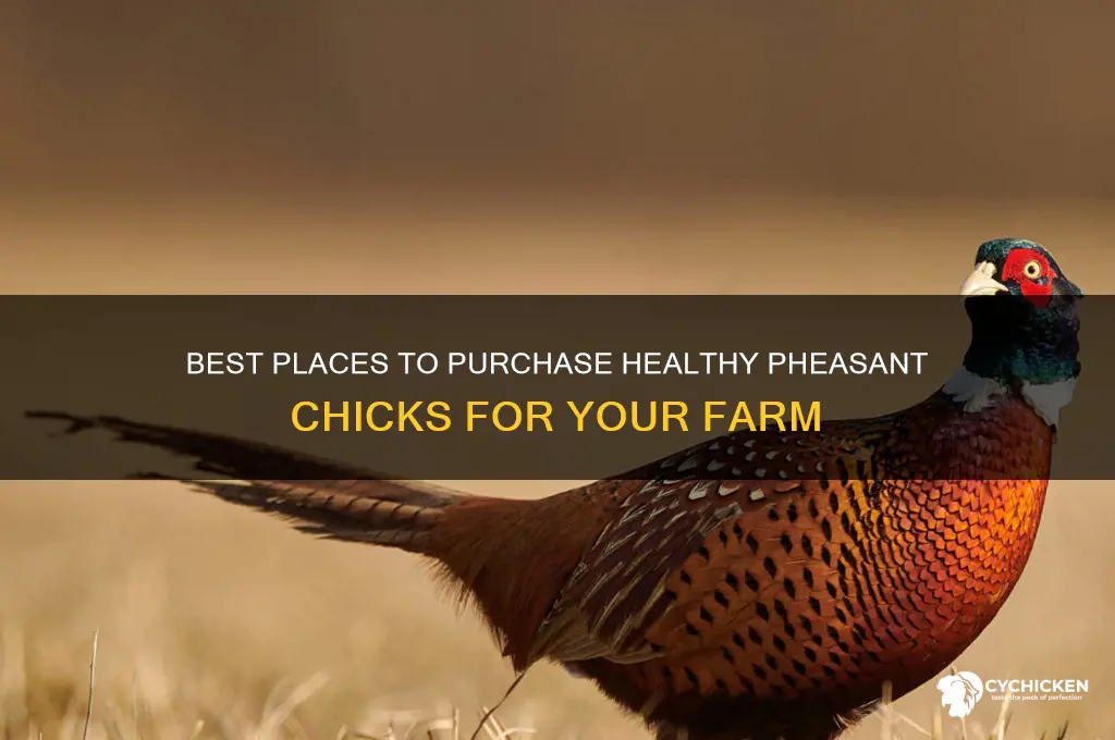 where to buy pheasant chicks