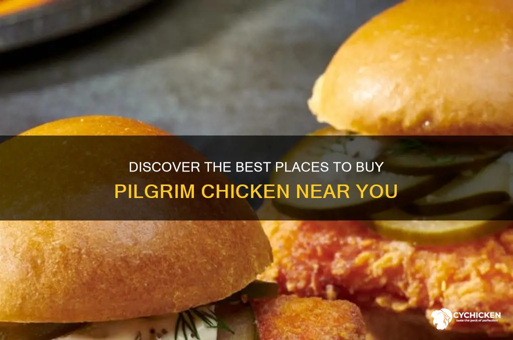 where to buy pilgrim chicken