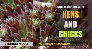 Discover the Best Nurseries to Buy Hens and Chicks Plants