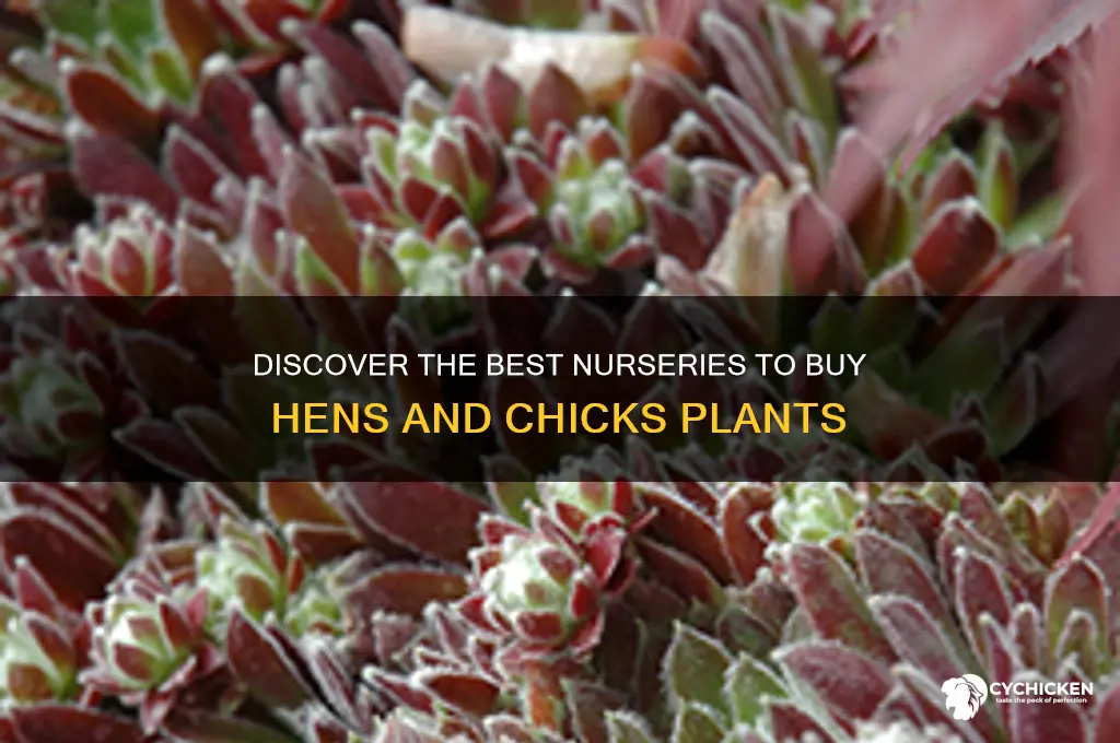 where to buy plants called hens and chicks
