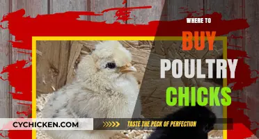 Best Places to Purchase Healthy Poultry Chicks for Your Flock