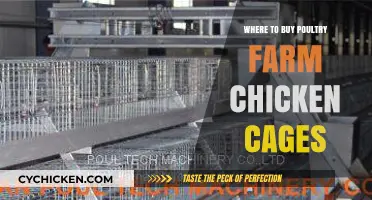 Best Places to Purchase High-Quality Poultry Farm Chicken Cages