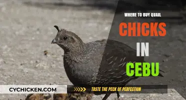 Where to Buy Quail Chicks in Cebu: Top Local Sources