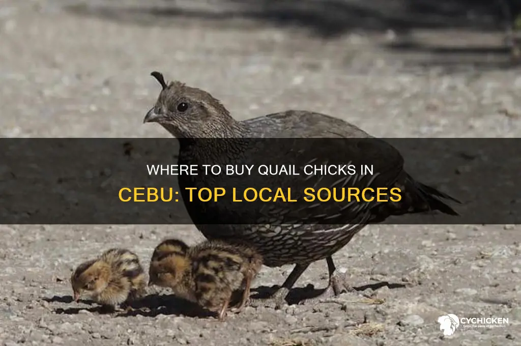 where to buy quail chicks in cebu