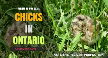 Finding Quail Chicks in Ontario: Top Suppliers and Buying Tips