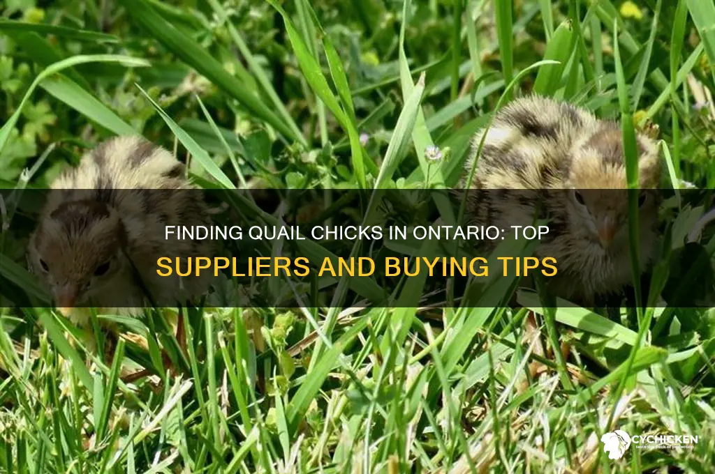 where to buy quail chicks in ontario