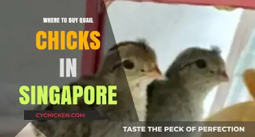 Best Places to Buy Quail Chicks in Singapore: A Guide