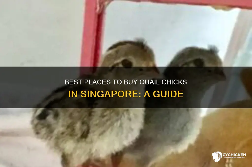 where to buy quail chicks in singapore