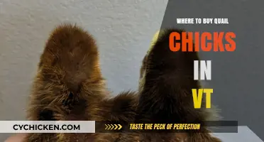 Where to Buy Quail Chicks in Vermont: Top Local Sources