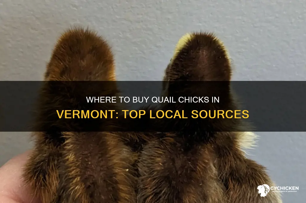 where to buy quail chicks in vt