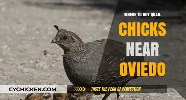 Find Quail Chicks for Sale Near Oviedo: Local Breeders Guide