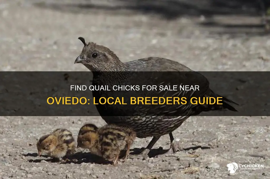 where to buy quail chicks near oviedo