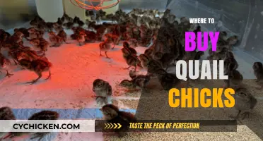Top Sources for Buying Healthy Quail Chicks Online & Locally