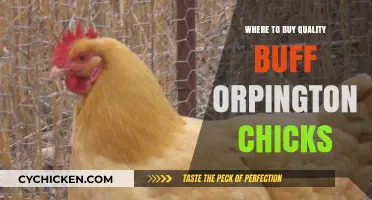 Top Sources for Quality Buff Orpington Chicks: A Buyer's Guide