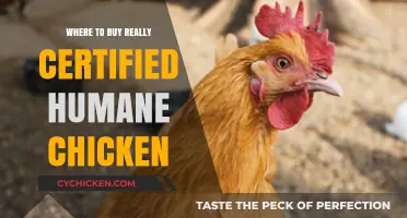 Find Certified Humane Chicken: Top Retailers and Farms for Ethical Meat