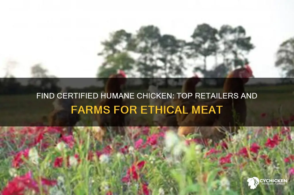 where to buy really certified humane chicken
