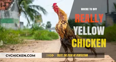 Finding Vibrant Yellow Chicken: Top Sources for Quality and Color