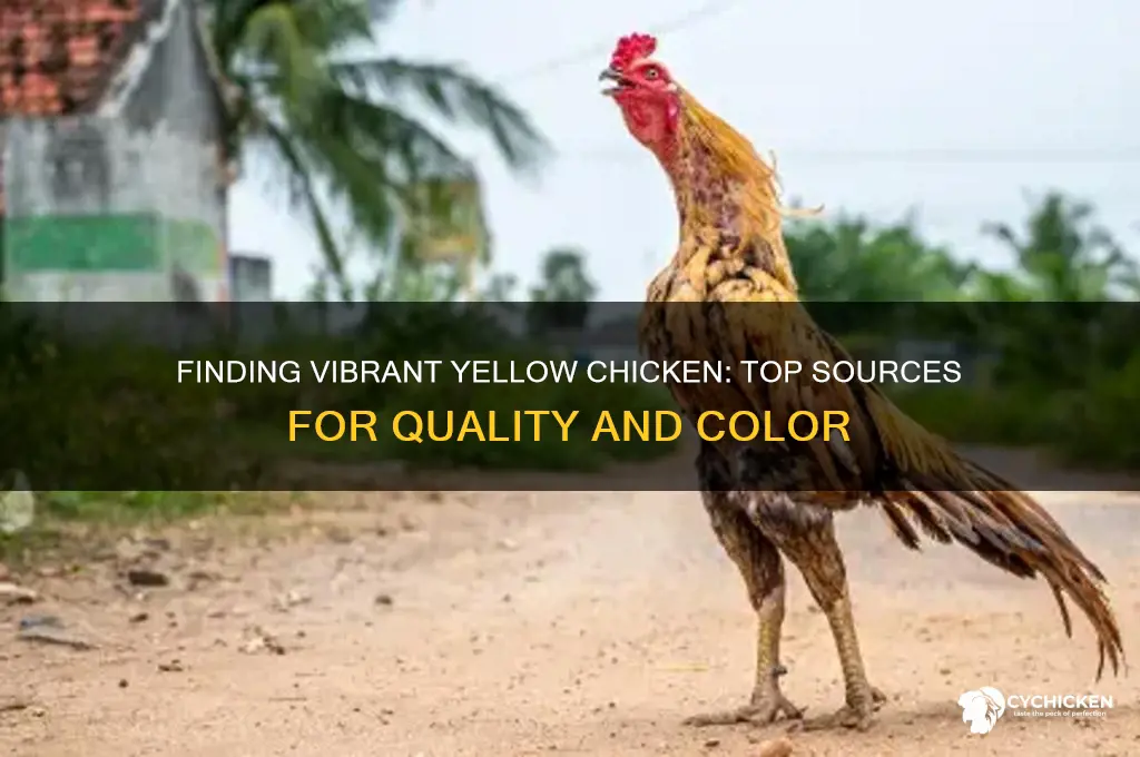 where to buy really yellow chicken