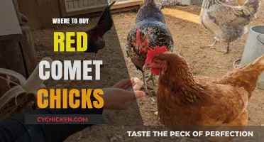 Best Places to Purchase Healthy Red Comet Chicks Online & Locally