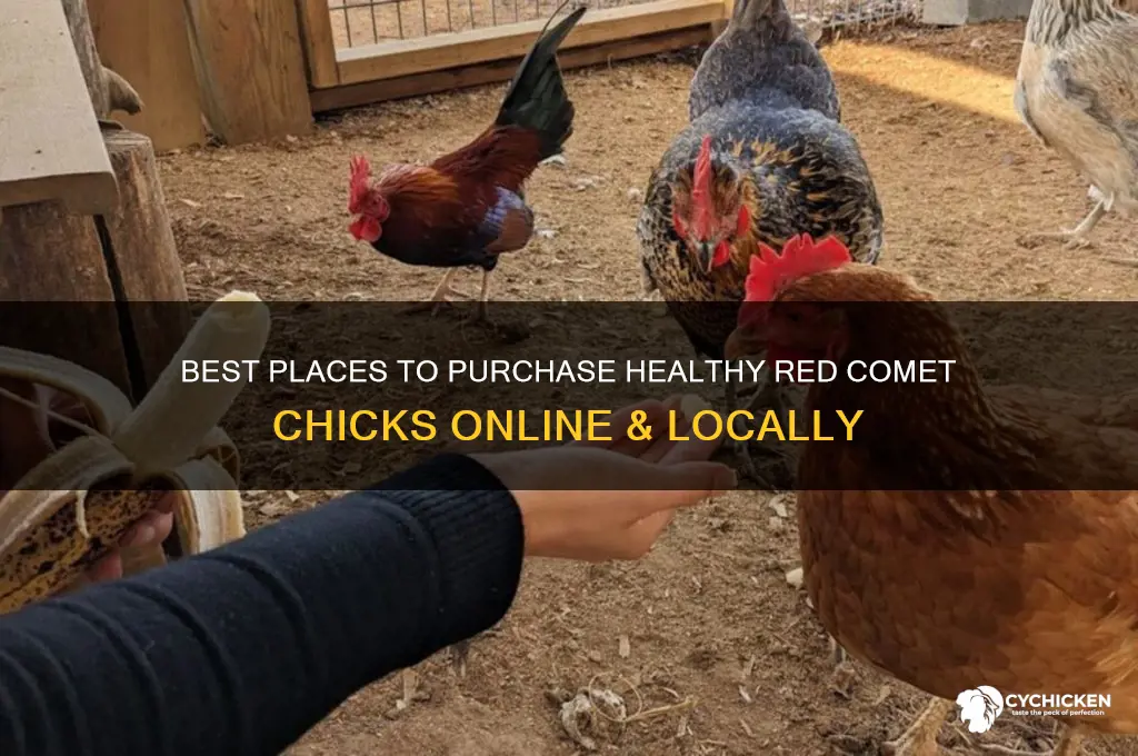where to buy red comet chicks