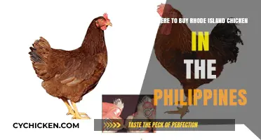 Where to Buy Rhode Island Chicken in the Philippines: Top Sources