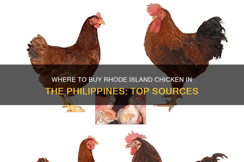 where to buy rhode island chicken in the philippines
