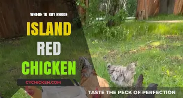 Best Places to Buy Rhode Island Red Chickens: A Comprehensive Guide