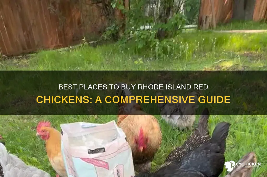 where to buy rhode island red chicken